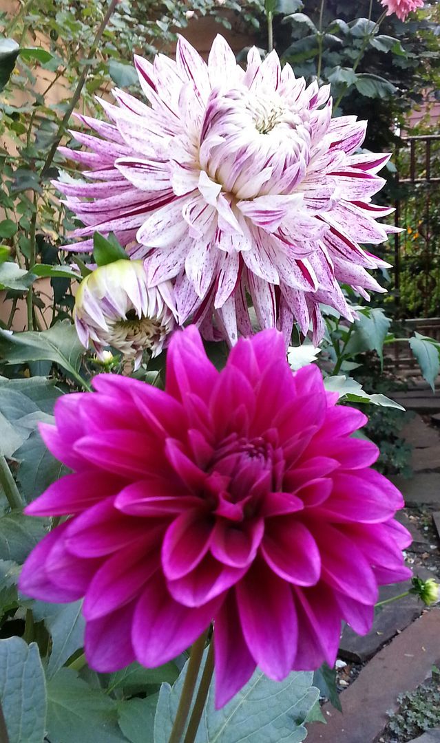  photo 20140922_175926-1_zpsdy3jfxwf.jpg